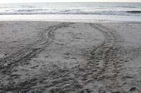 Myrtle Beach- Turtle Tracks