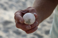 Myrtle Beach- Turtle Eggs